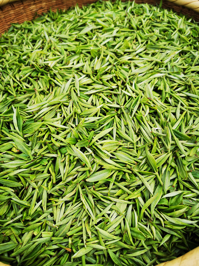 茶青.jpg